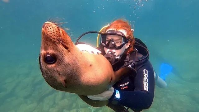 UWA graduate and BOSS II Scholar Baylee Tindol interacting with seal, under water, with scuba gear on.